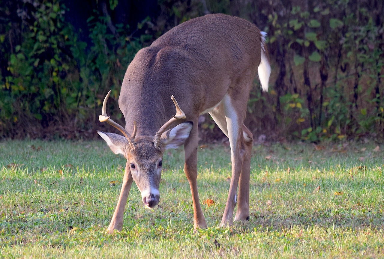 Image - deer buck antlers animal wildlife