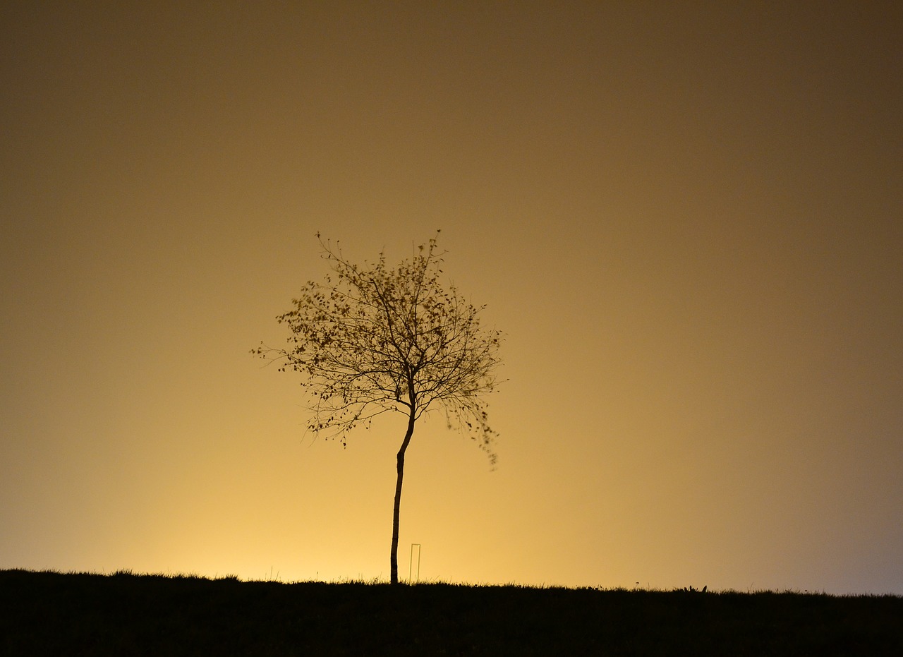 Image - night tree glow lone tree