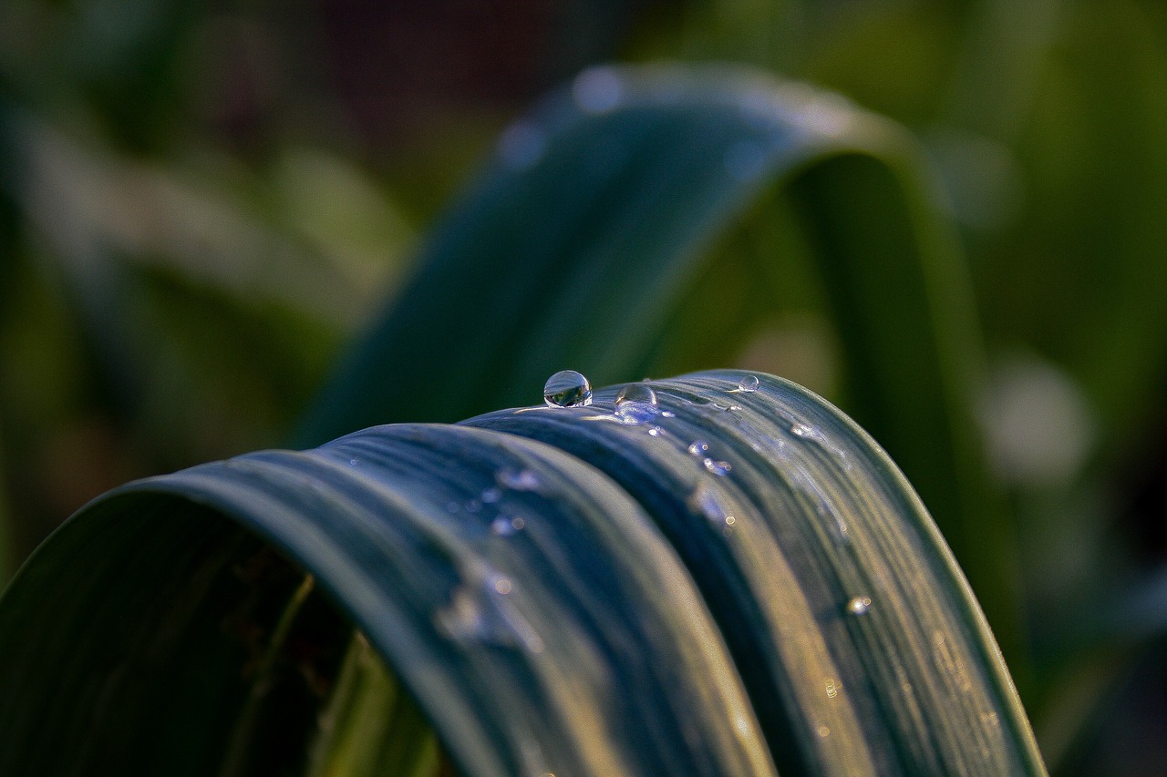 Image - outdoors nature blur daylight leaf