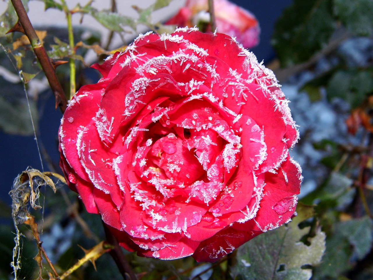 Image - eisrose rose ripe frost nature