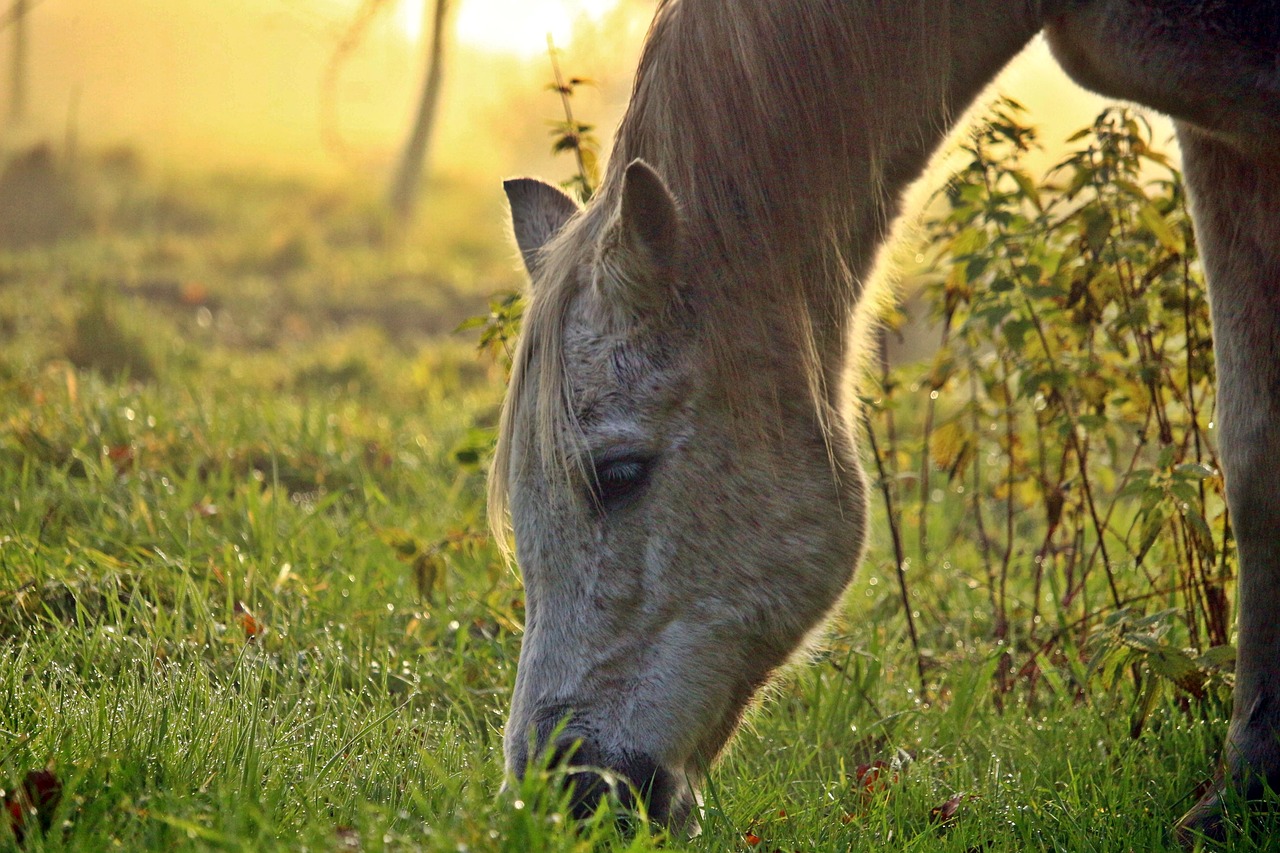 Image - horse mold fog thoroughbred arabian