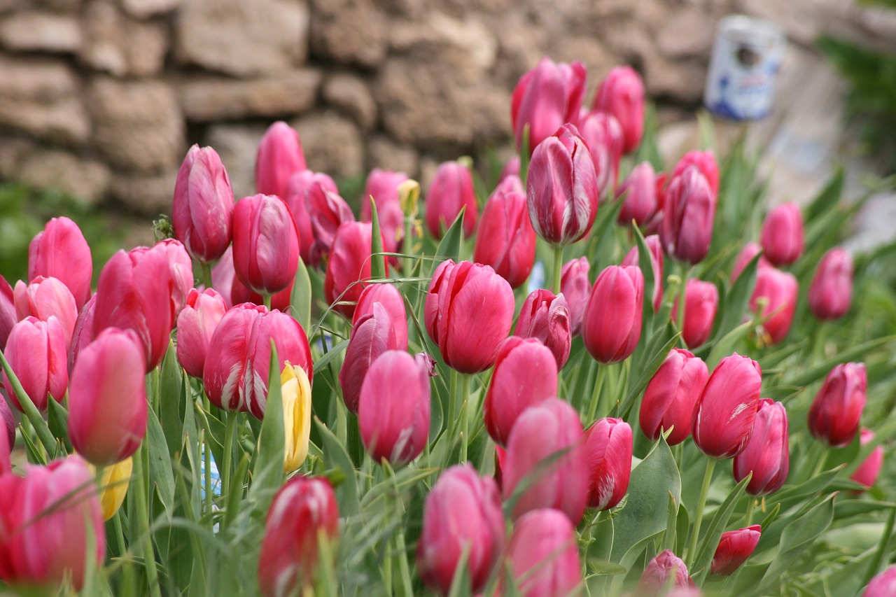 Image - flower flowers spring garden