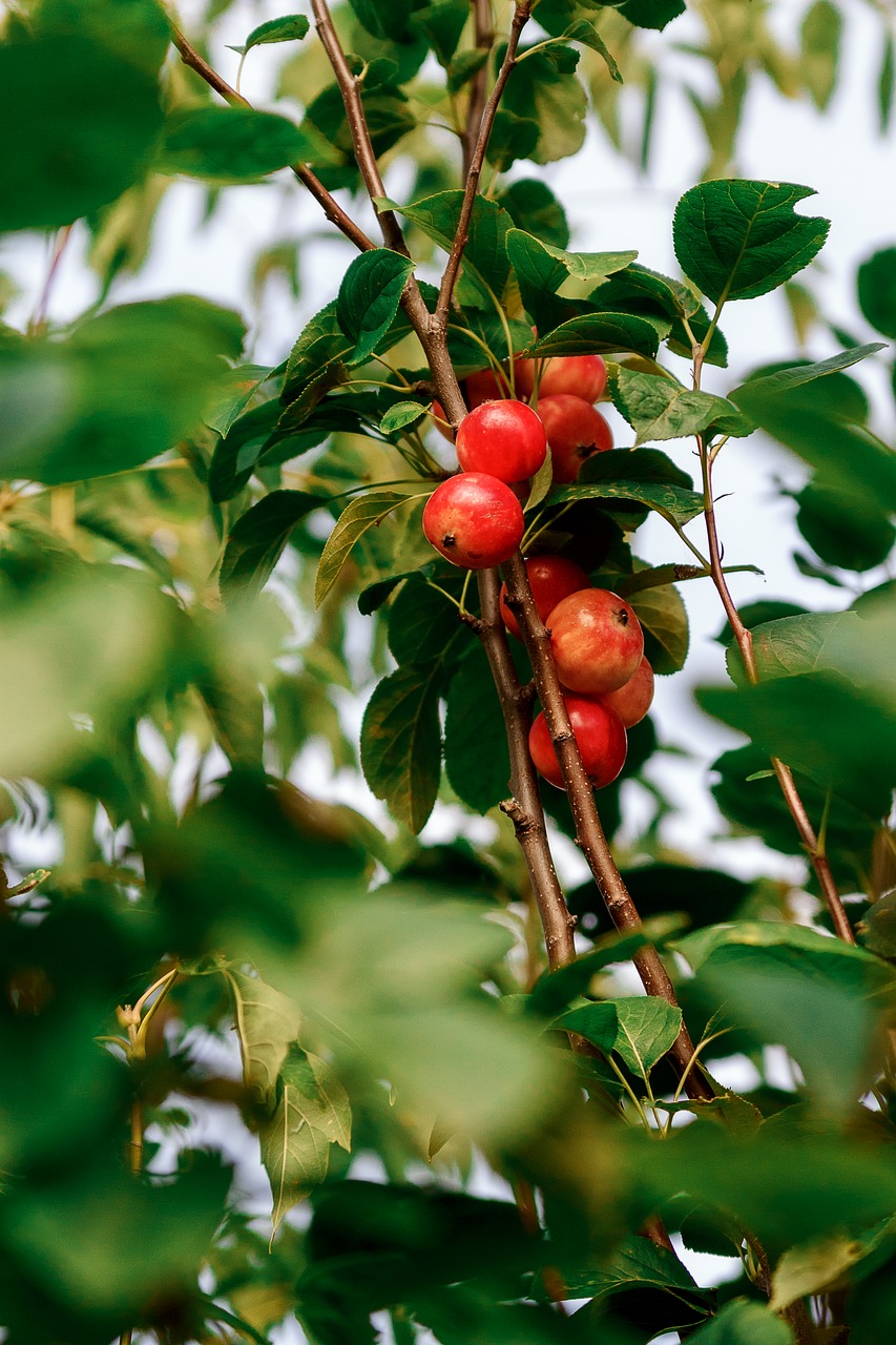 Image - berry forest in the summer of