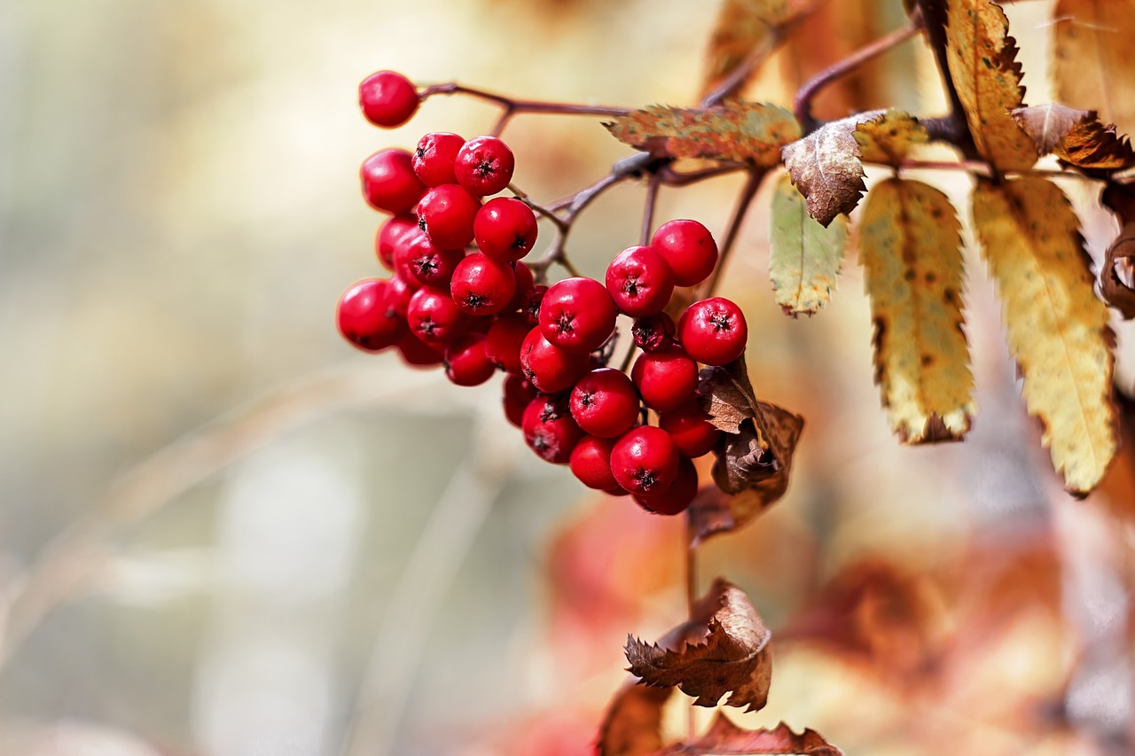 Image - autumn forest rowan