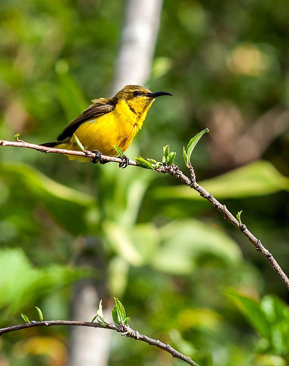 Image - bird olive backed sunbird