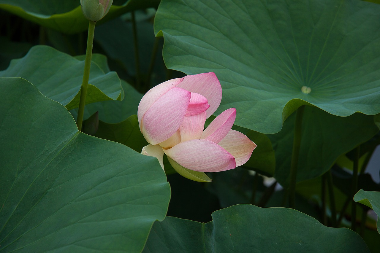 Image - water lily bud plant aquatic plant