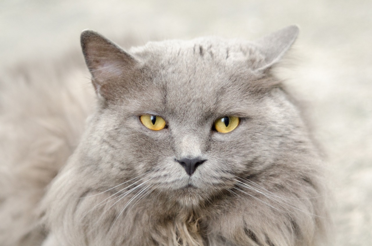 Image - cat gray animal cute pet grey