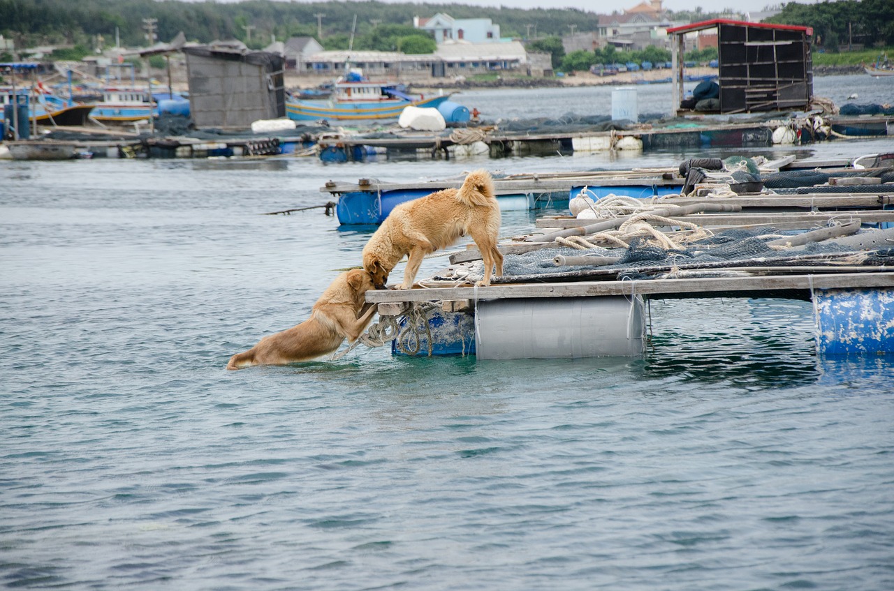 Image - dog love kiss sea young cute pet