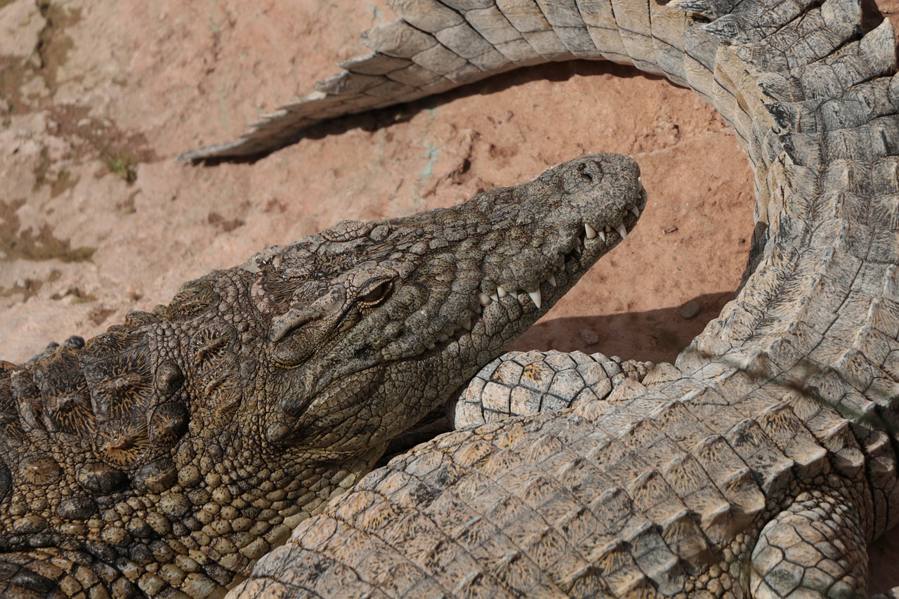 Image - africa morocco agadir crocodile