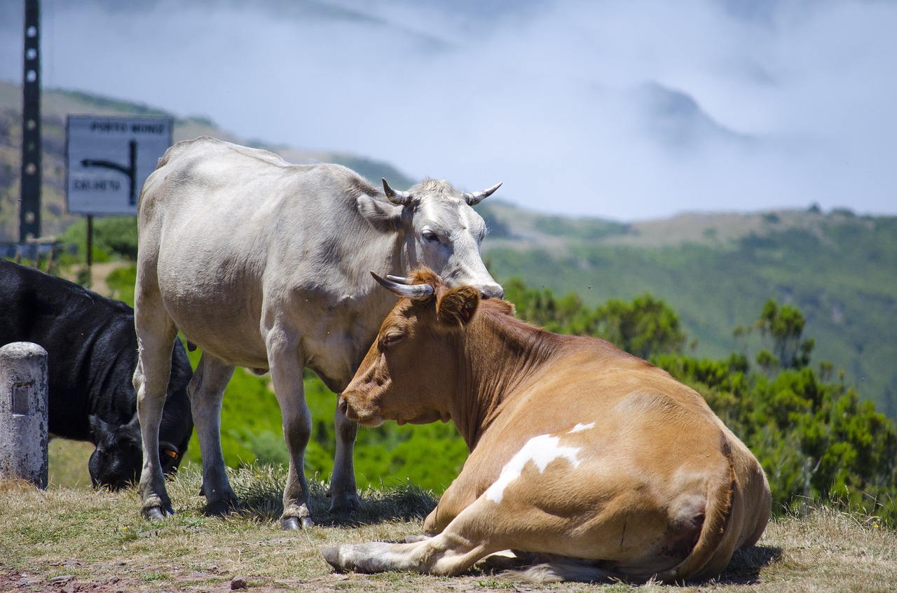 Image - cow animal pasture land cows