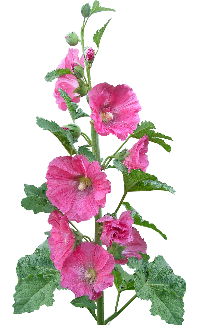 Image - hollyhock flowers pink plant