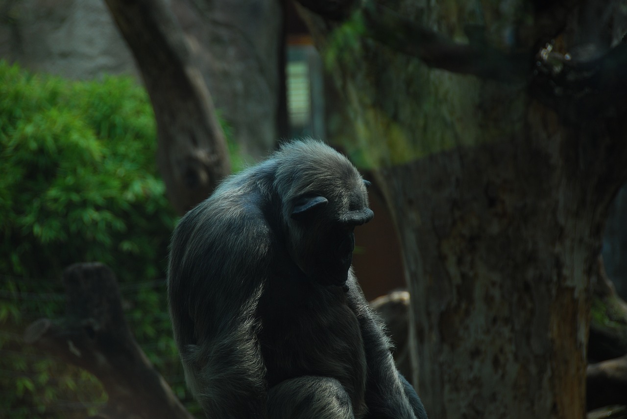 Image - ape chimpanzee old primate rest