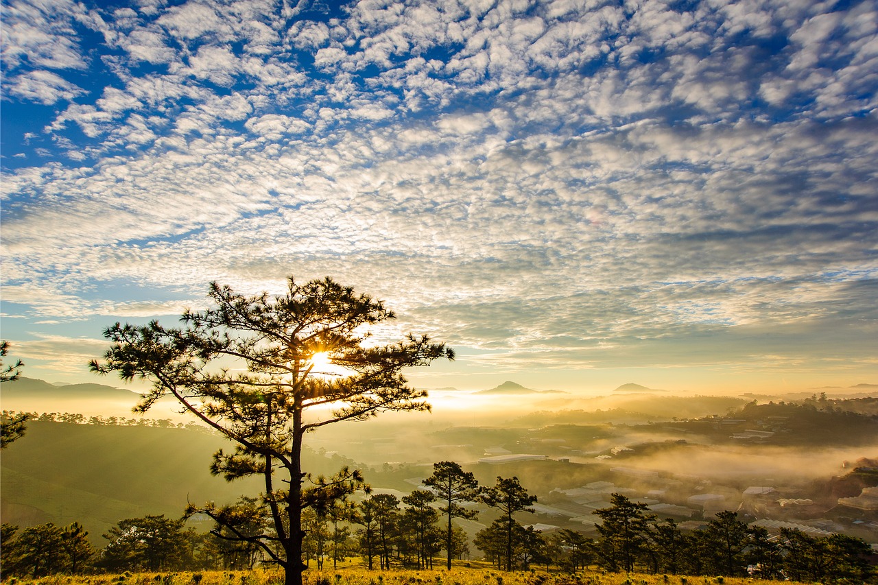 Image - the sun dew early dawn pine trees