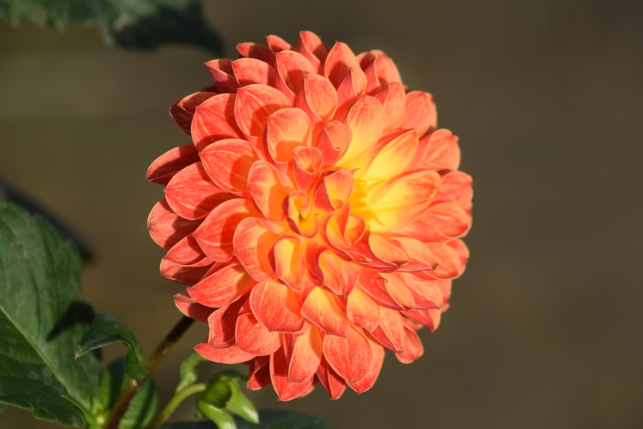 Image - dahlia flower orange