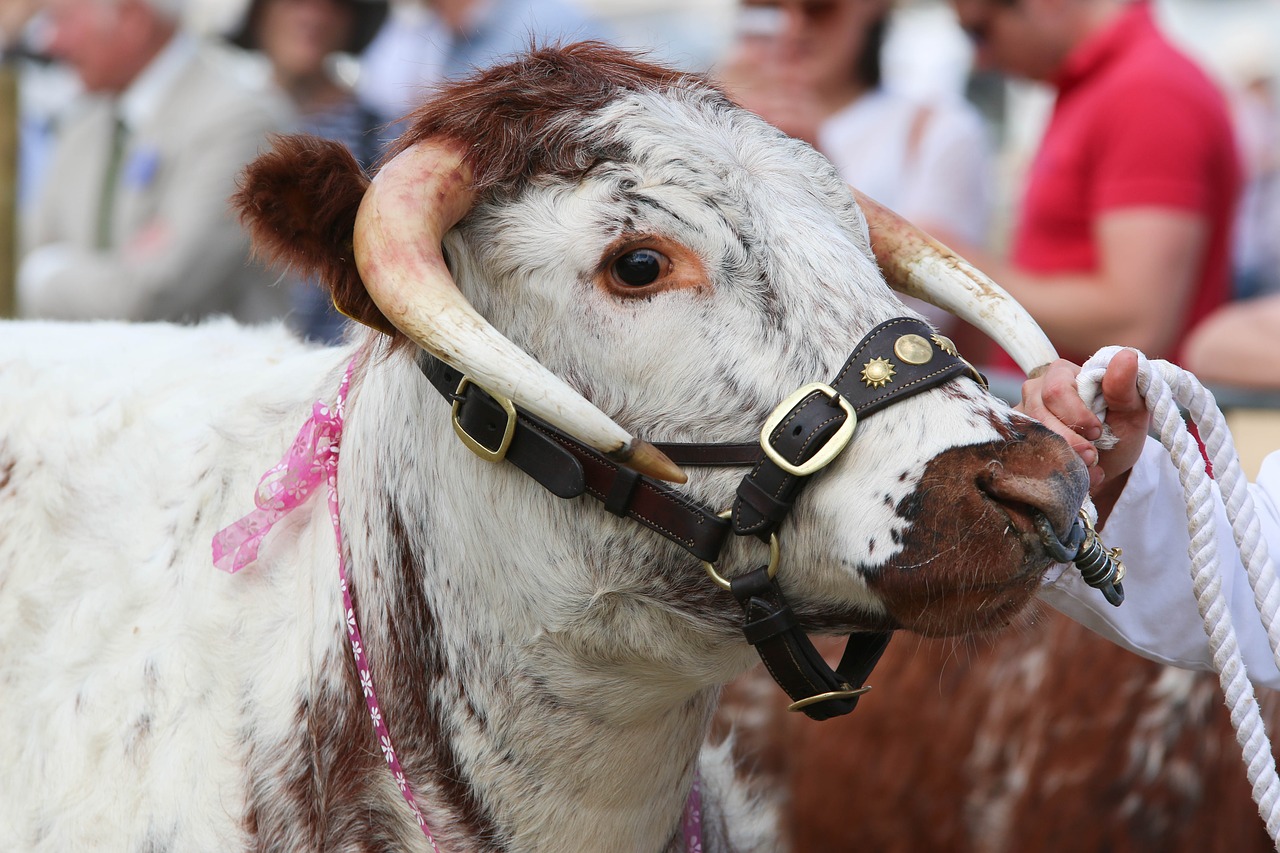 Image - bull livestock farm cattle cow