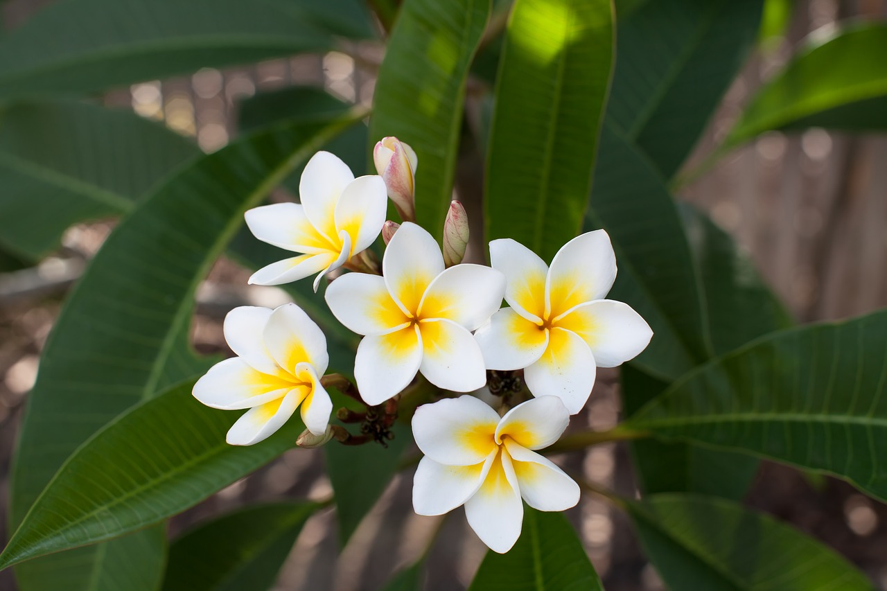 Image - flowers frangipani plumeria rubra