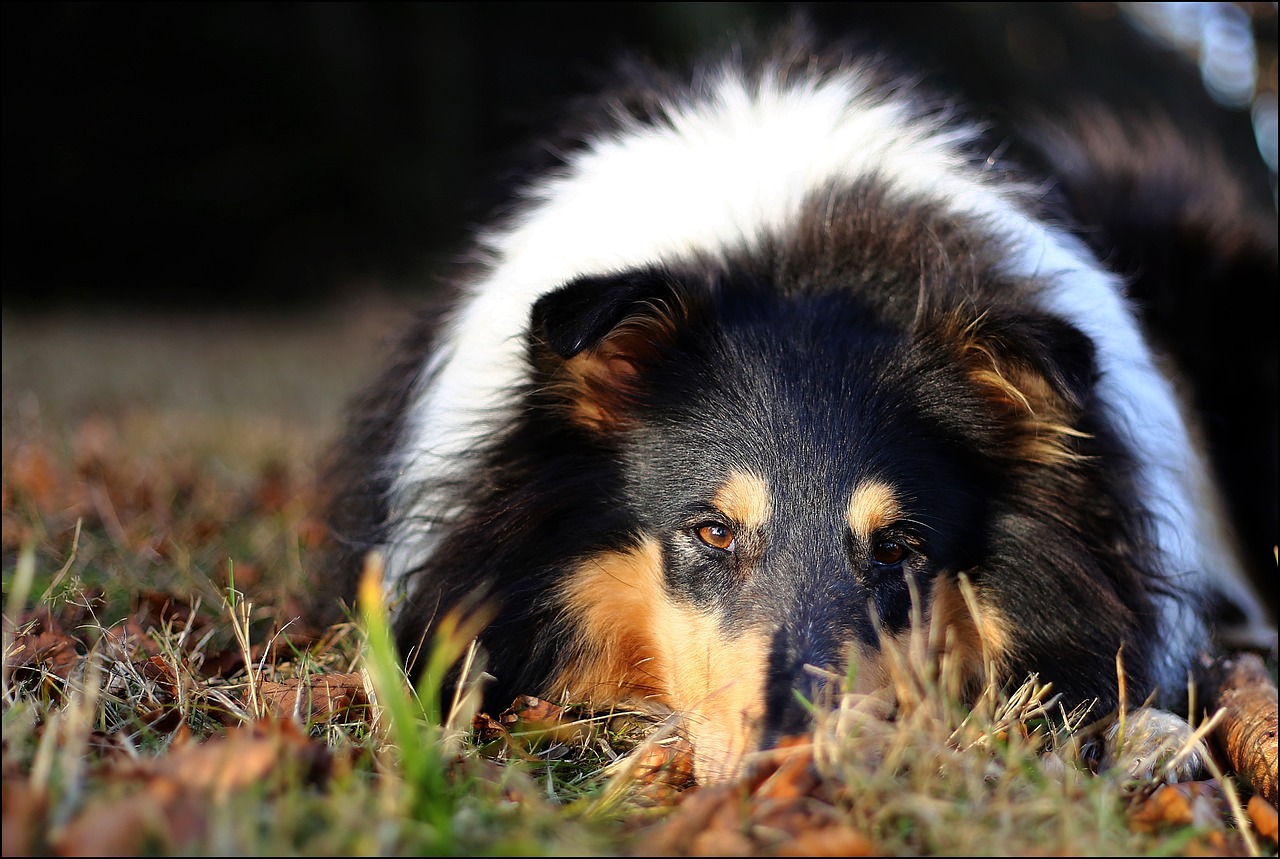 Image - collie eyes autumn long haired