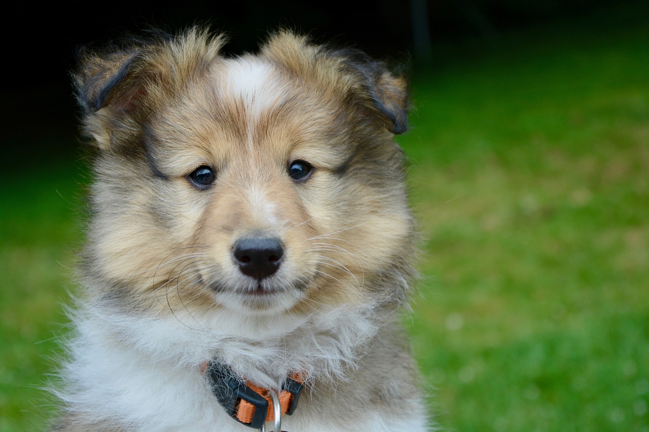 Image - dog puppy pup shetland sheepdog