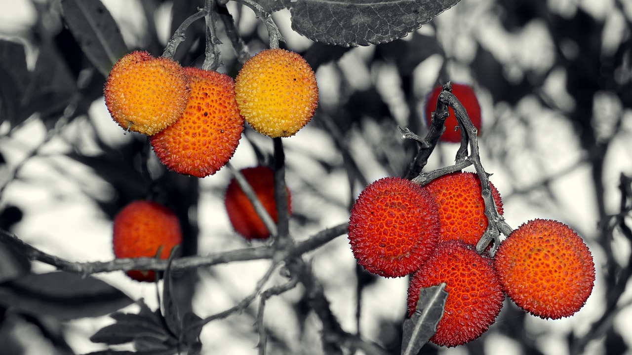 Image - berries wild red berries