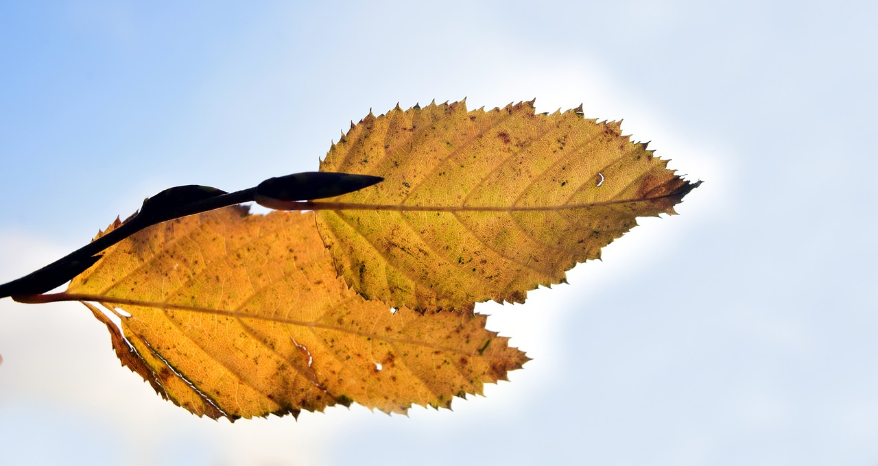 Image - leaf autumn fall foliage