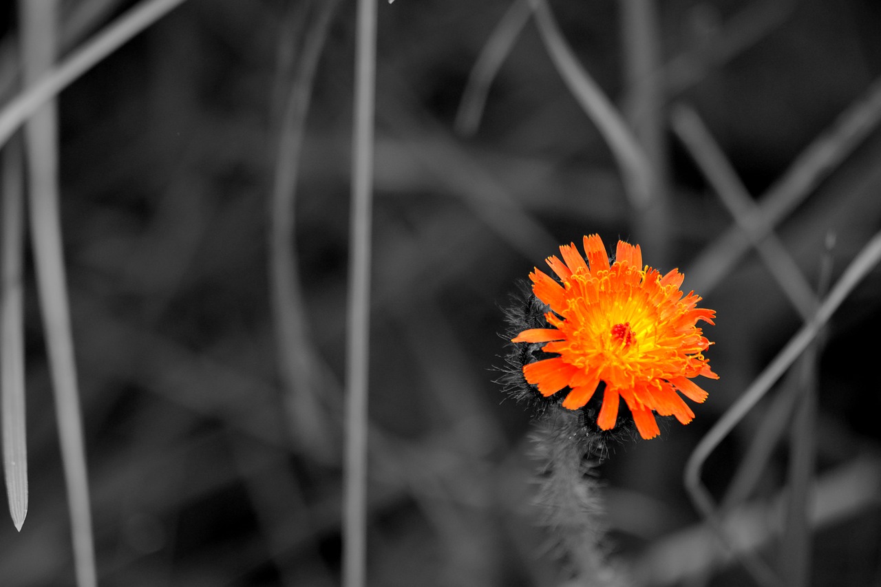 Image - flower colors nature closeup