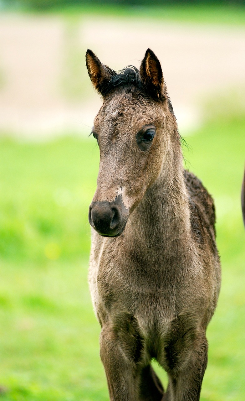 Image - horse colt filly canadian horse