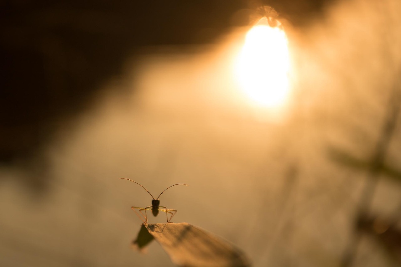 Image - twilight insect macro