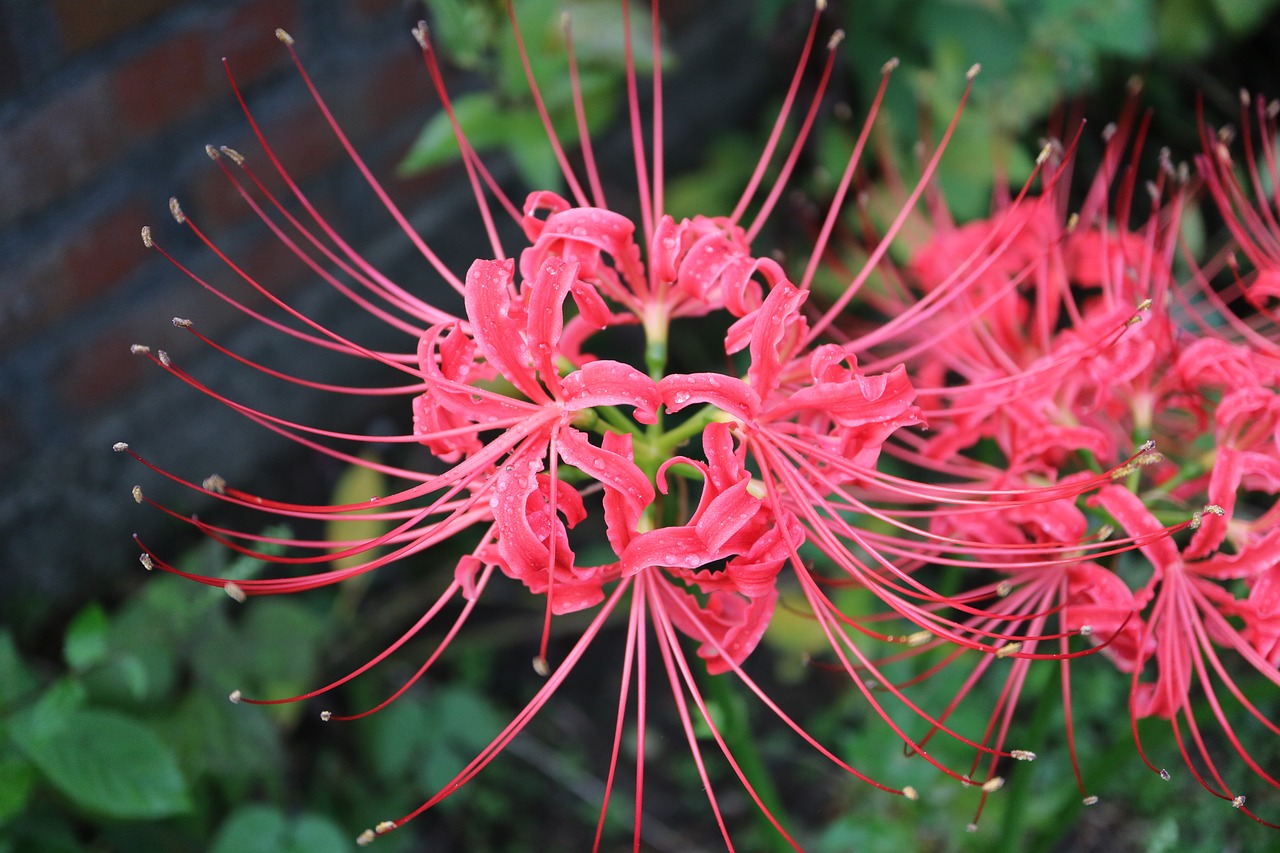 Image - pink flowers message nature macro