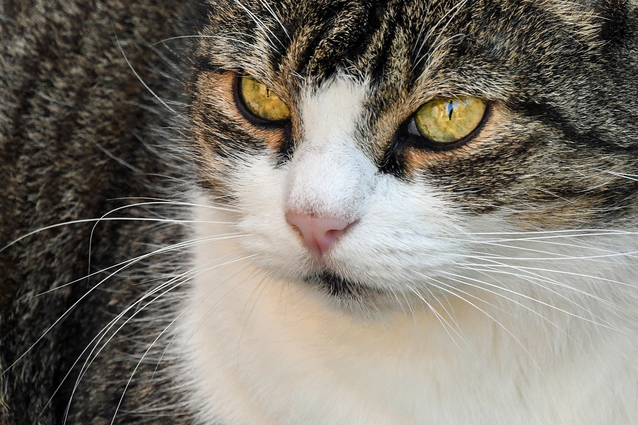 Image - cat head look close up animal