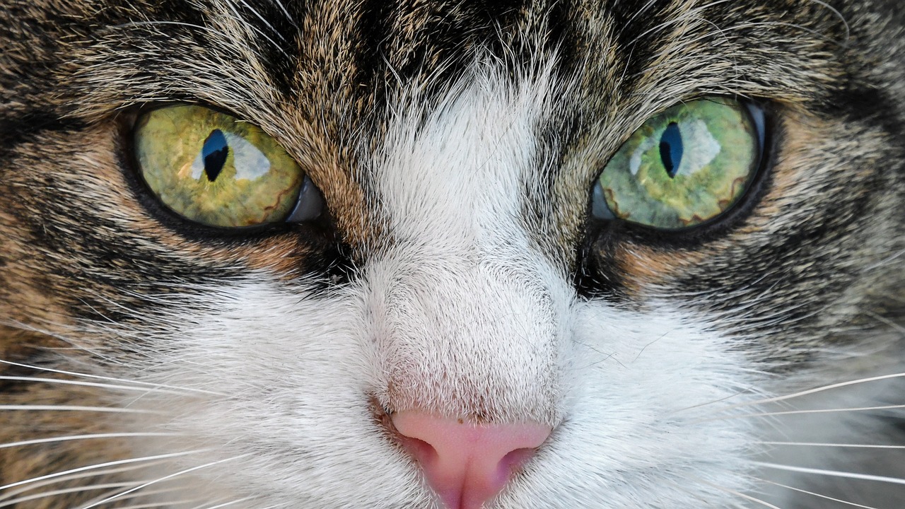 Image - cat look eyes close up animal