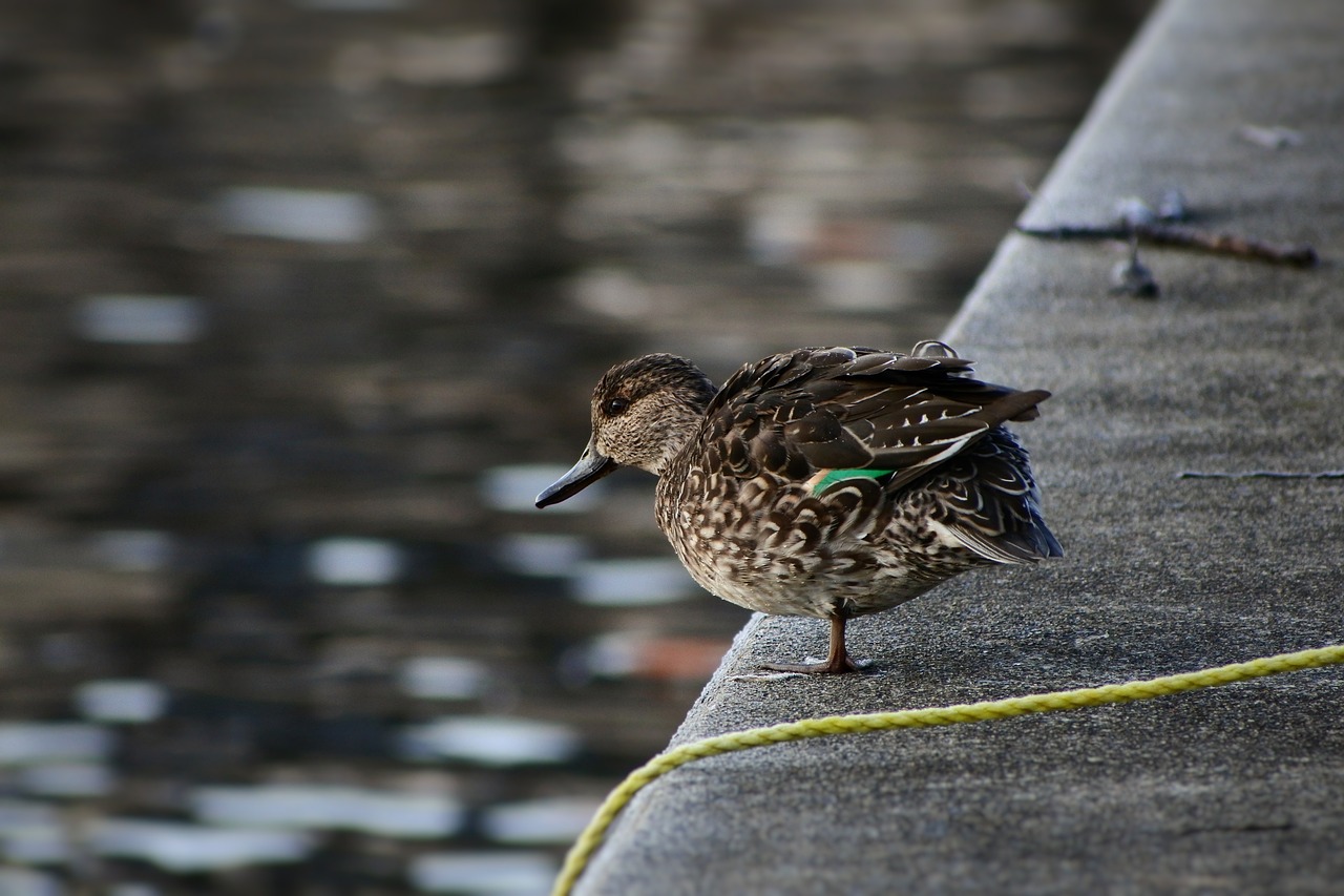 Image - animal lake waterside bird