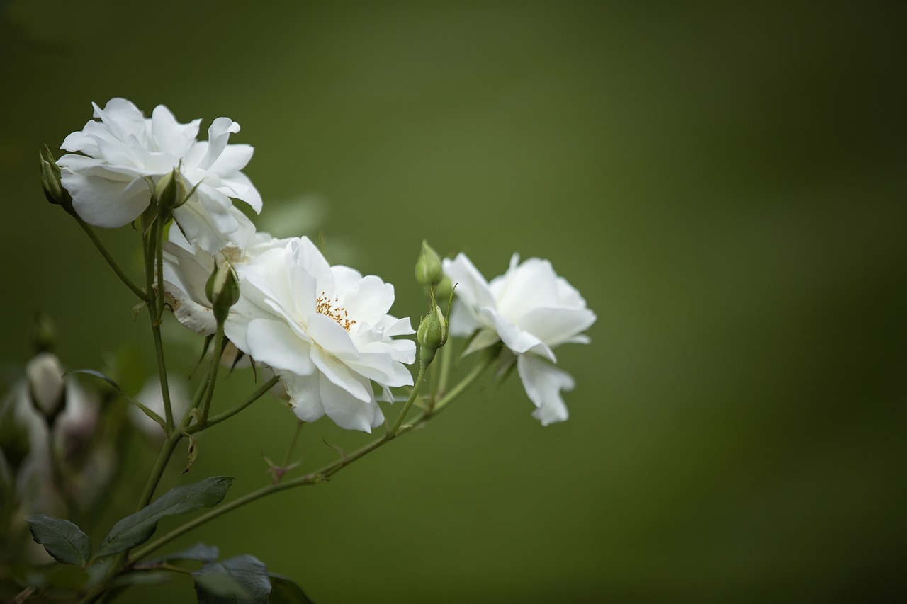 Image - rose nature blossom bloom