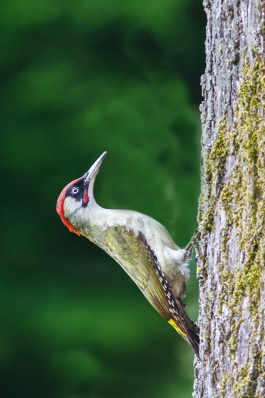 Image - bird green woodpecker tree