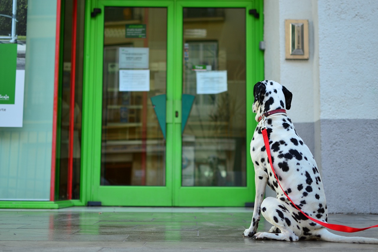 Image - dog green door waiting