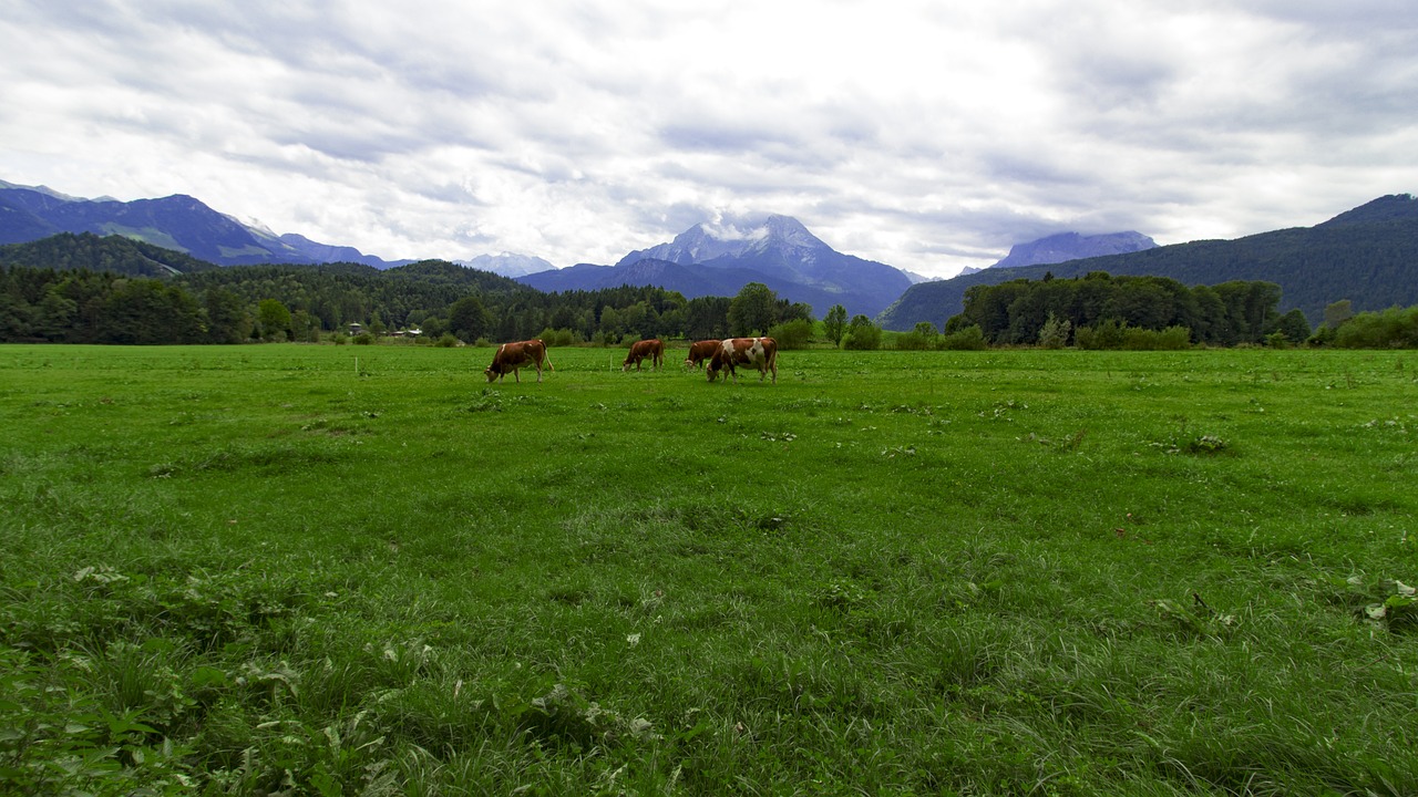 Image - bavaria bishop meadows watzmann view