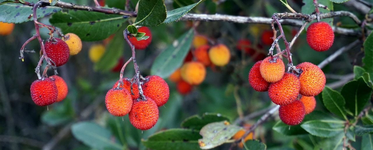 Image - berries red plants leaves nature