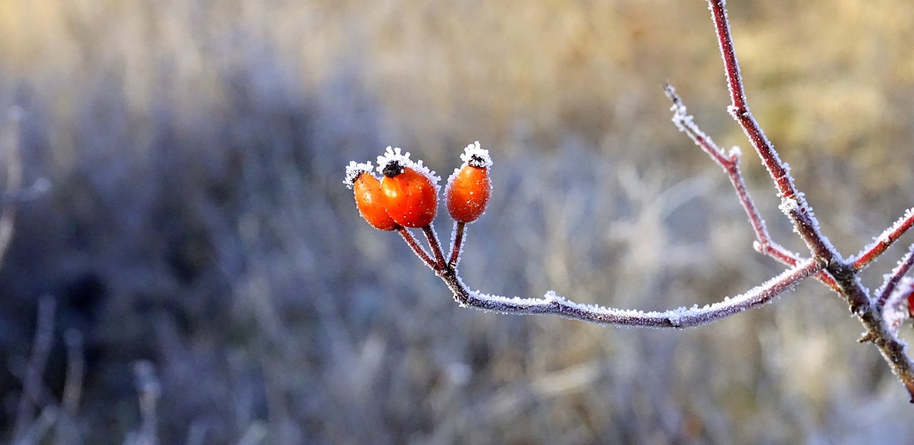 Image - berries red forest plants leaves