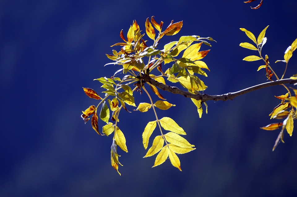 Image - leaves yellow autumn nature tree