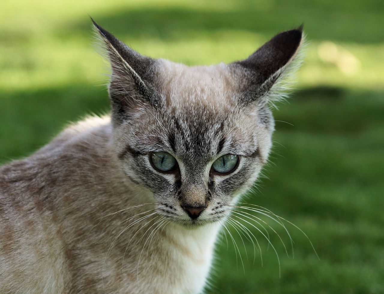 Image - cat eye domestic cat kitten mieze