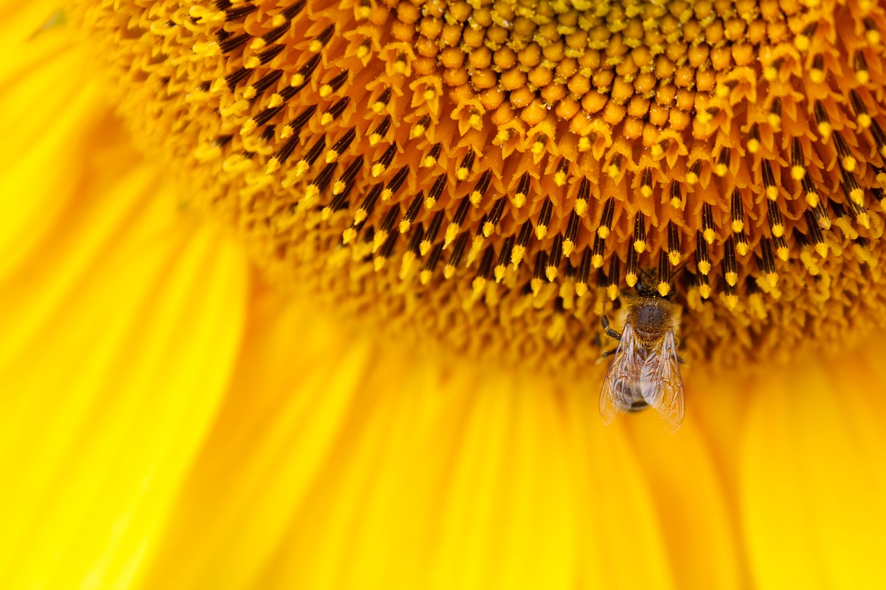 Image - sunflower sun flower yellow