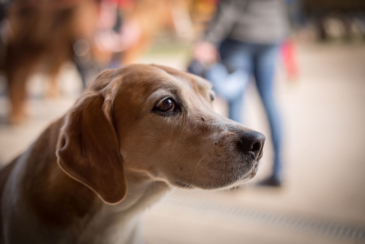 Image - dog begging sad pet animal good