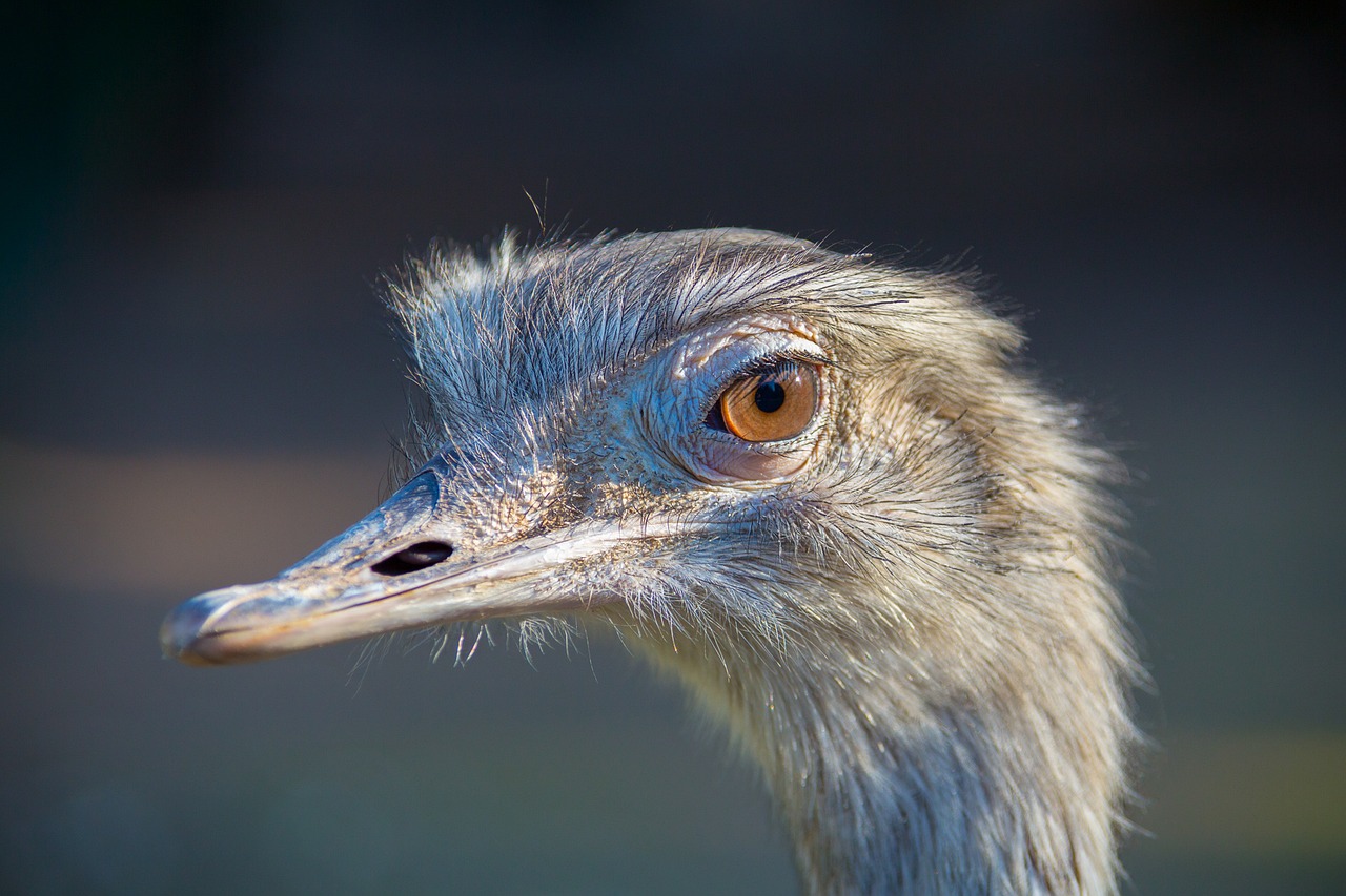 Image - emu zoo animal head bill