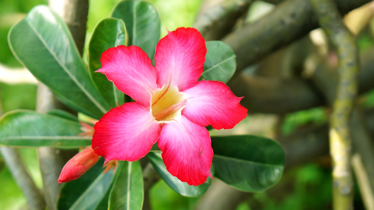 Image - porcelain flowers red natural