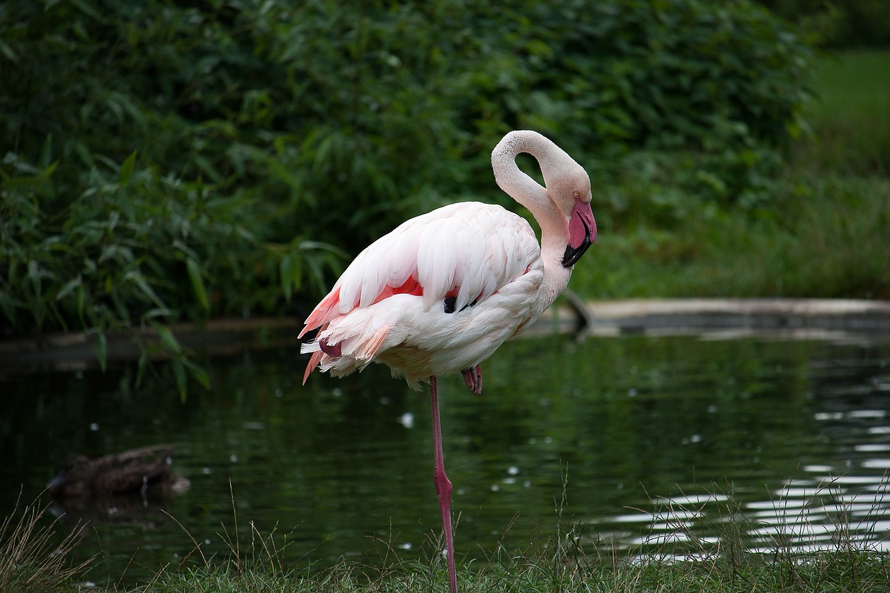 Image - flamingo animal water bird pink