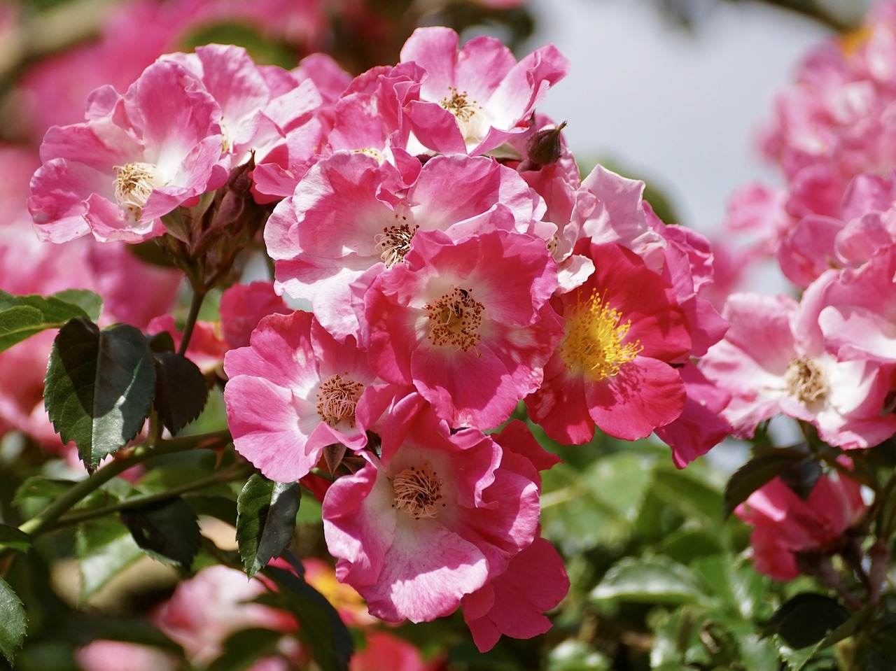 Image - roses rose bush pink flower nature