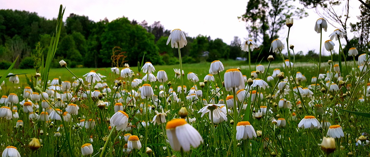 Image - daisy flowers field nature sweden