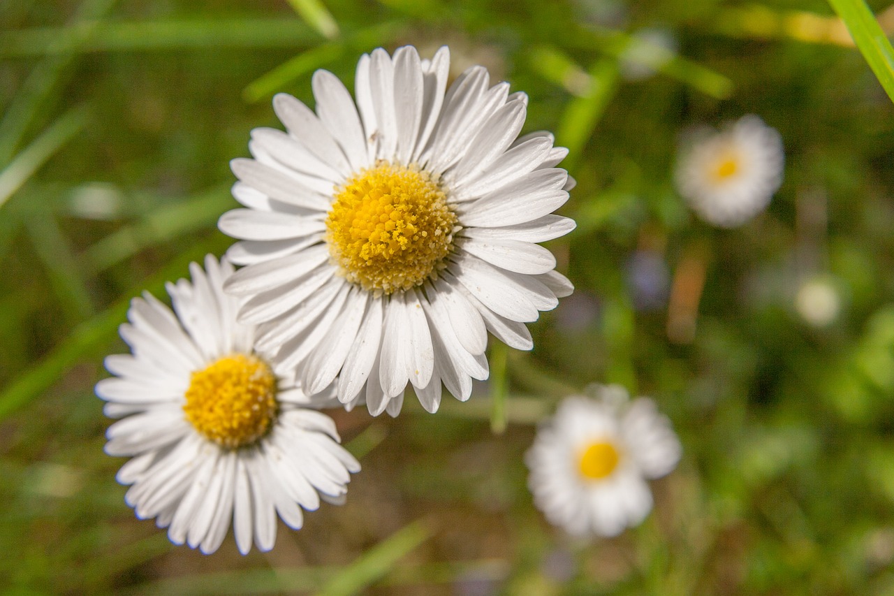 Image - daisy blossom bloom flower white