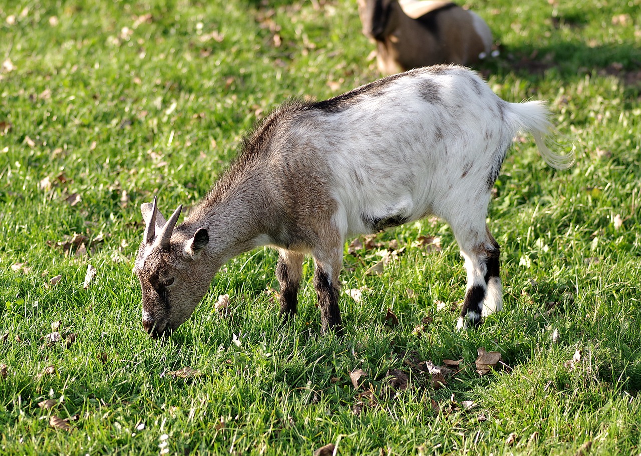 Image - goat white gray animal village