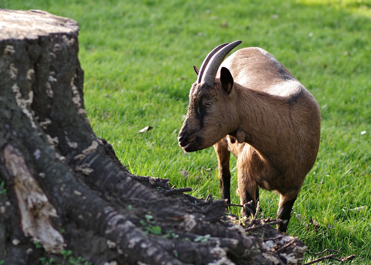 Image - goat brown animal village mammal