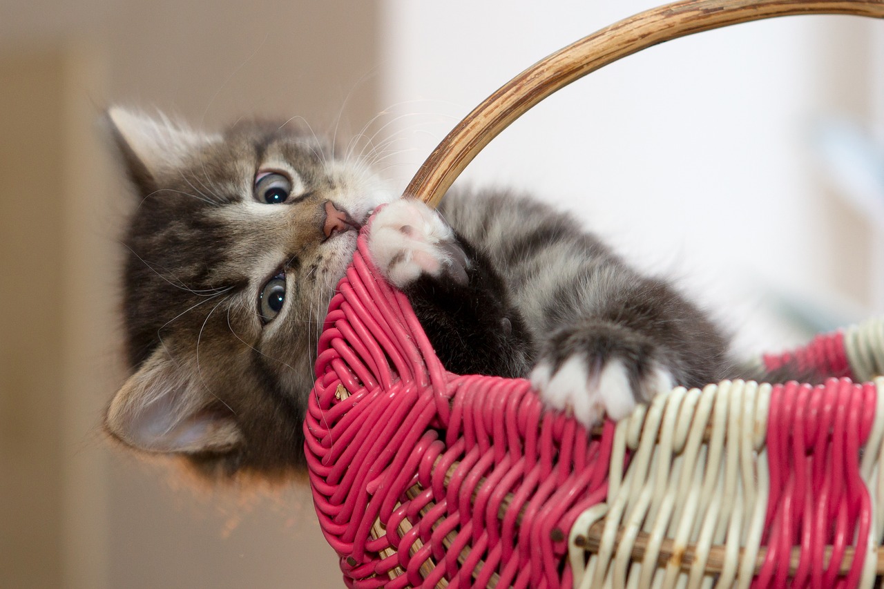 Image - kitten little cat cute pets